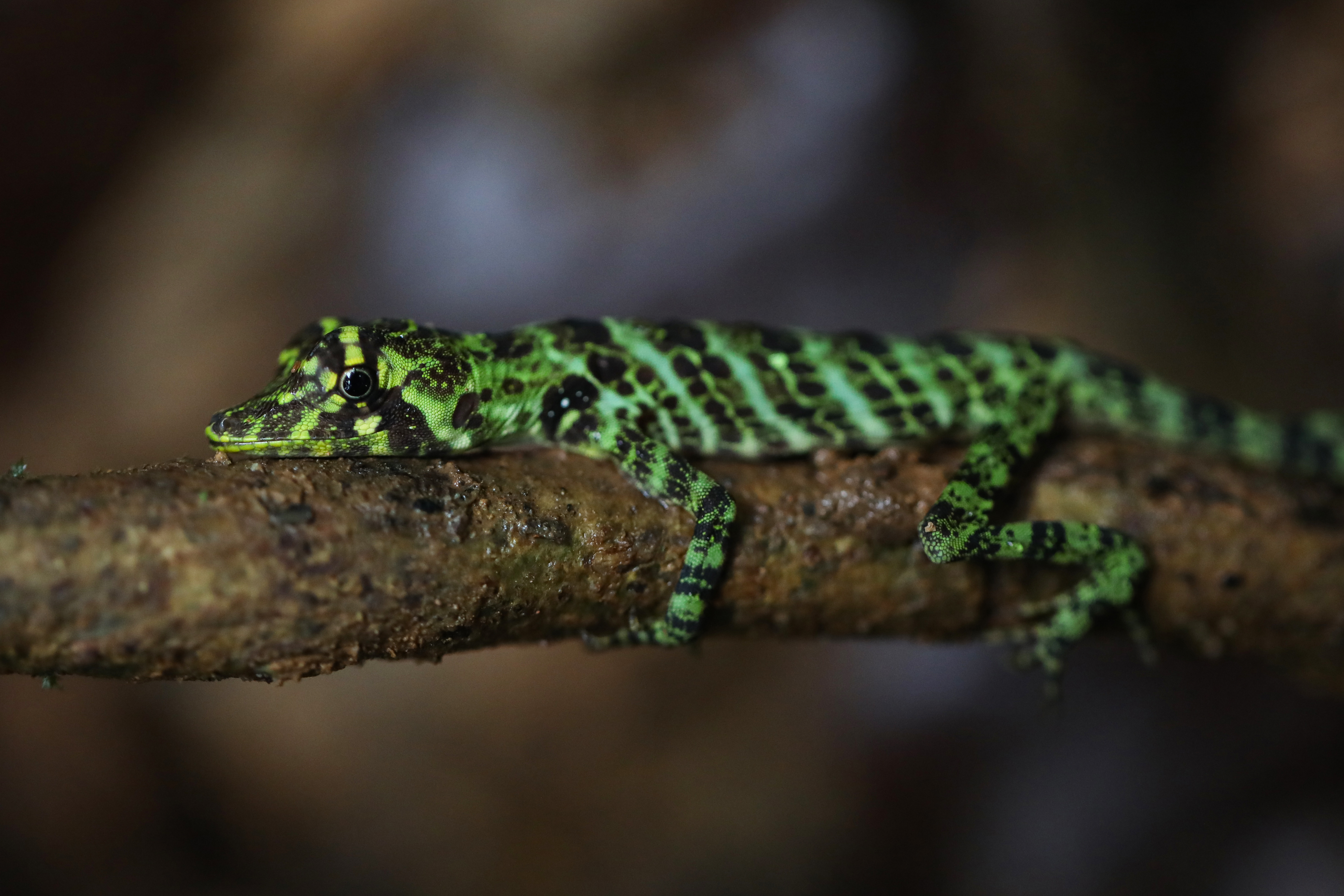 Opinión | Una apuesta por la naturaleza