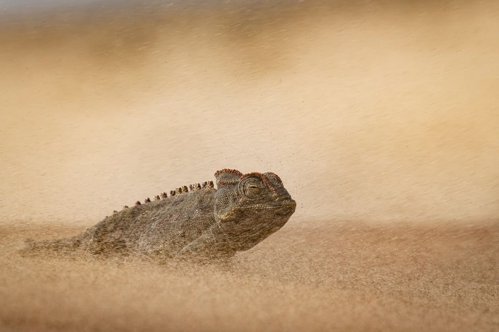 Categoría anfibios y reptiles: Dewald Tromp ganó con su imagen de un camaleón de Namaqua en el desierto de Namib, uno de los entornos más extremos del planeta.