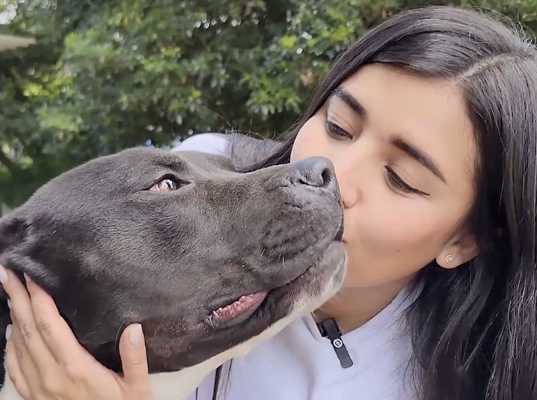 Expopet cierra con broche de oro: se hará jornada para conseguir hogar a ocho amorosos pitbulls