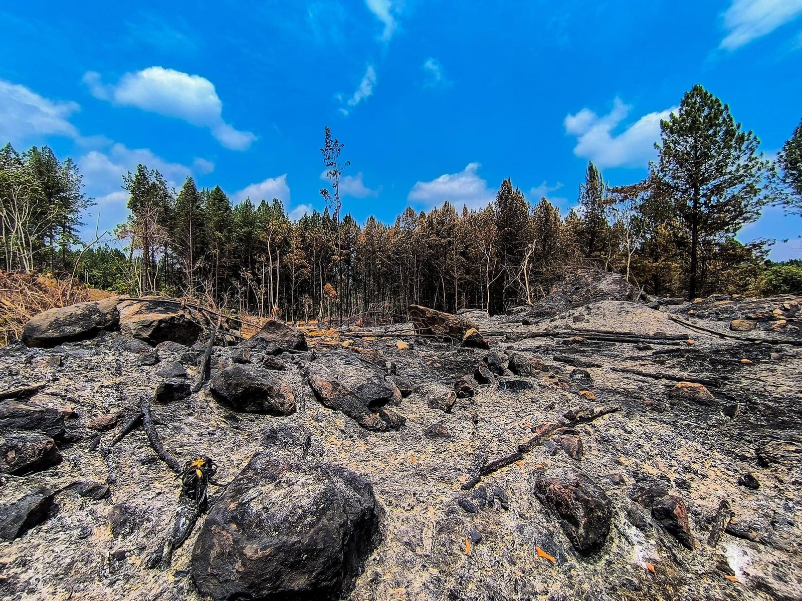 Indígenas y campesinos anuncian protestas durante la COP 16 en Cali