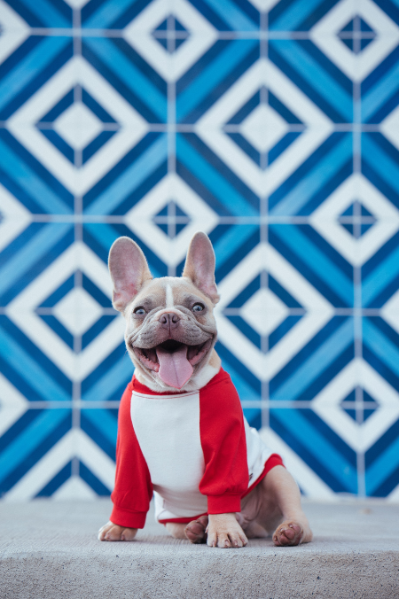 5 signos de que tu perro te quiere y eres su preferido