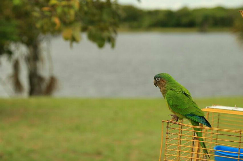 En Bogotá, la Secretaría Distrital de Ambiente alcanza a recuperar un promedio de 50 animales al mes.  / Cortesía Secretaría Distrital de Ambiente