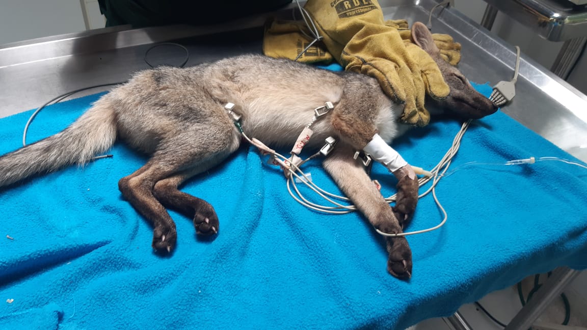 El virus que está matando a los zorros de Caldas