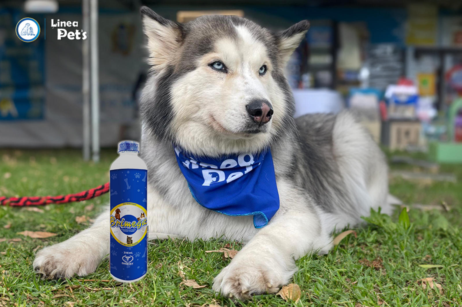 Pharvet: el aliado integral para nuestros animales de compañía