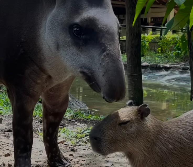 La historia de la danta que adoptó un chigüiro en bioparque de Villavicencio