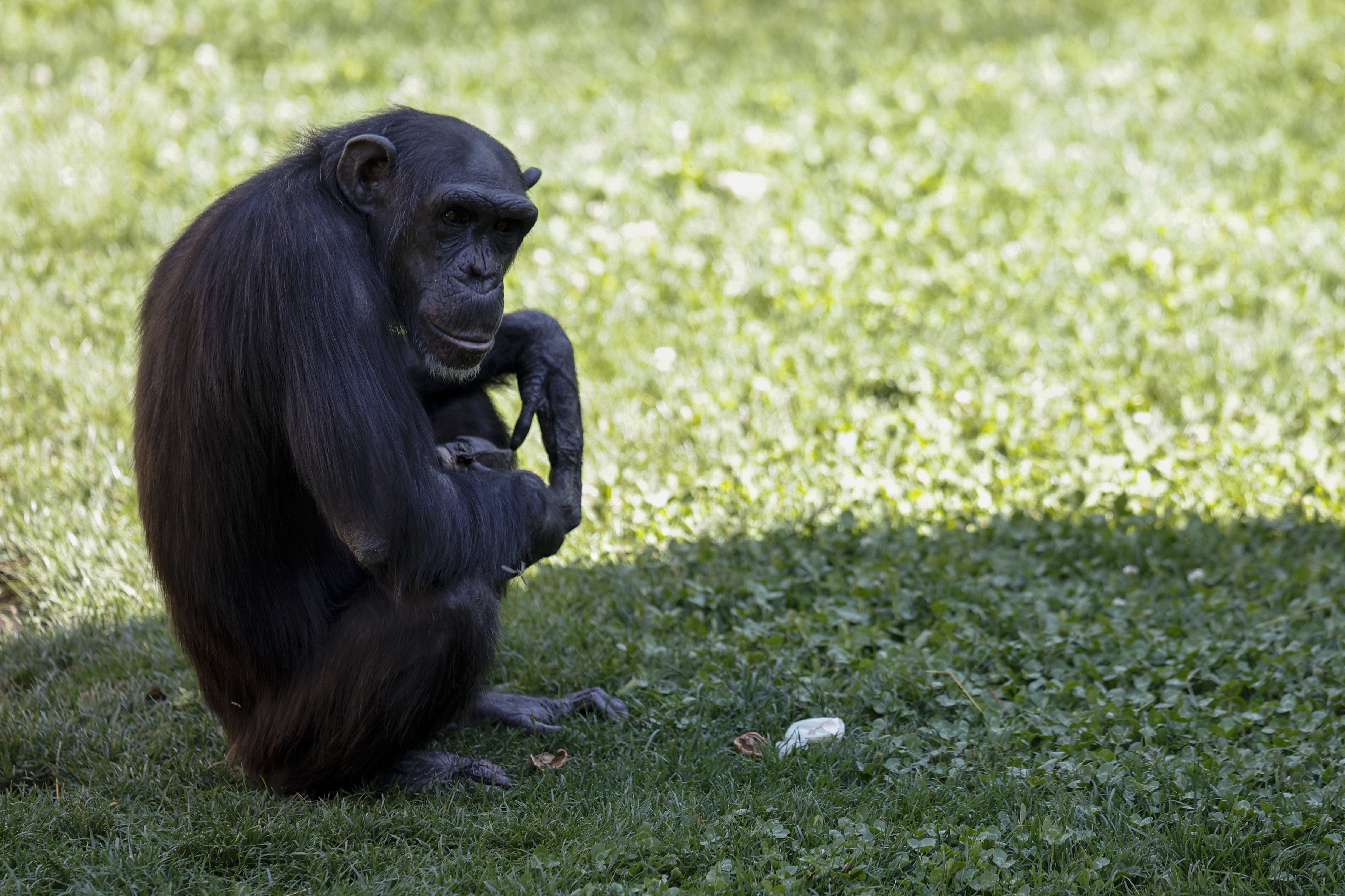 Las heridas de los humanos se curan más lento que las de otros primates, ¿a qué se debe?