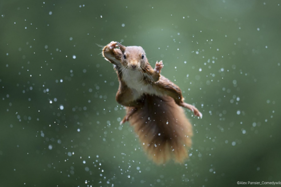 Jumping Jack, de Alex Pansier.