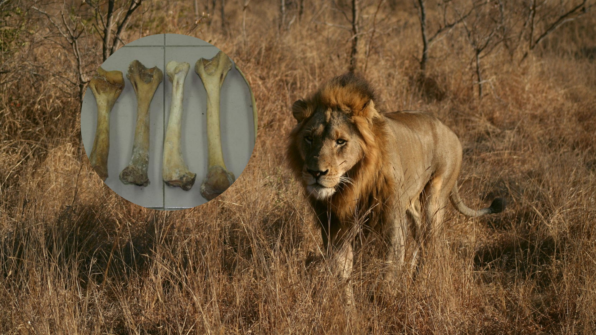Logran la primera condena por caza furtiva de un león basada en un análisis forense de ADN
