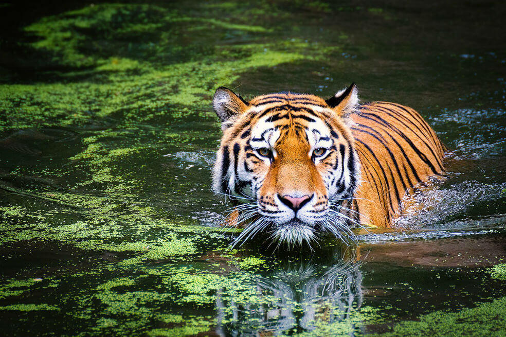 Un tigre malayo en Estados Unidos dio positivo en prueba de COVID-19