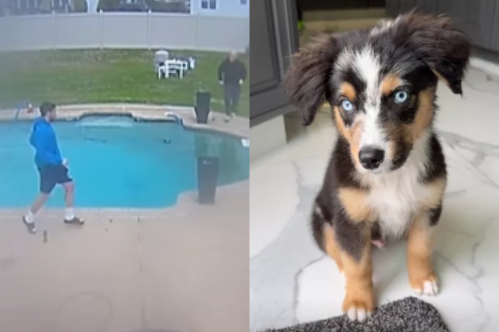 Pánico cuando un cachorro salta a la piscina: lo que pasó sorprendió a todos