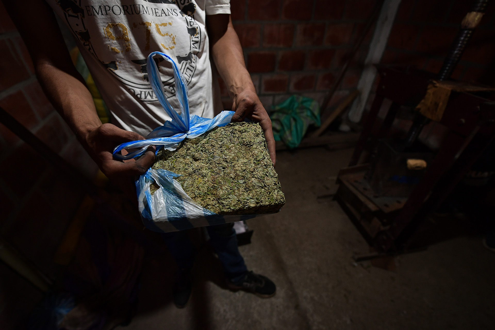 La actividad está tan bien organizada que los compradores recogen la producción directamente en las viviendas. De ahí es llevada a prensadoras, donde se dividen por libras, se empacan al vacío, se llenan de betún para evitar el olor y se envuelven en cinta para comenzar su viaje fuera del Cauca.