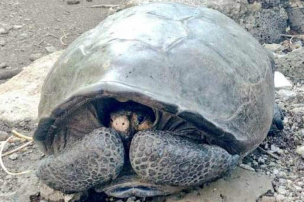Este es el proyecto con el que buscan salvar a la última tortuga gigante