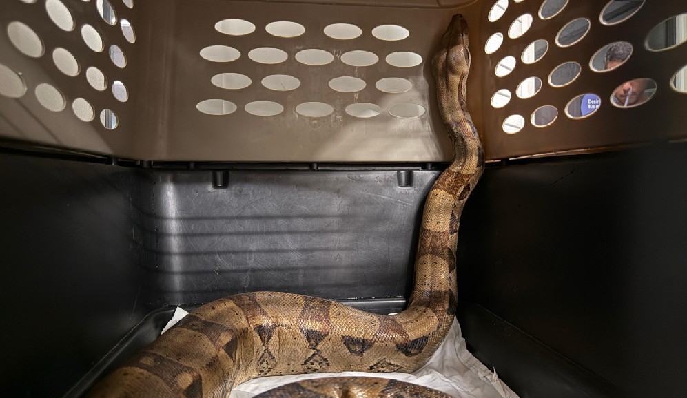 Rescatan en Medellín una boa constrictor de dos metros hallada en vía pública