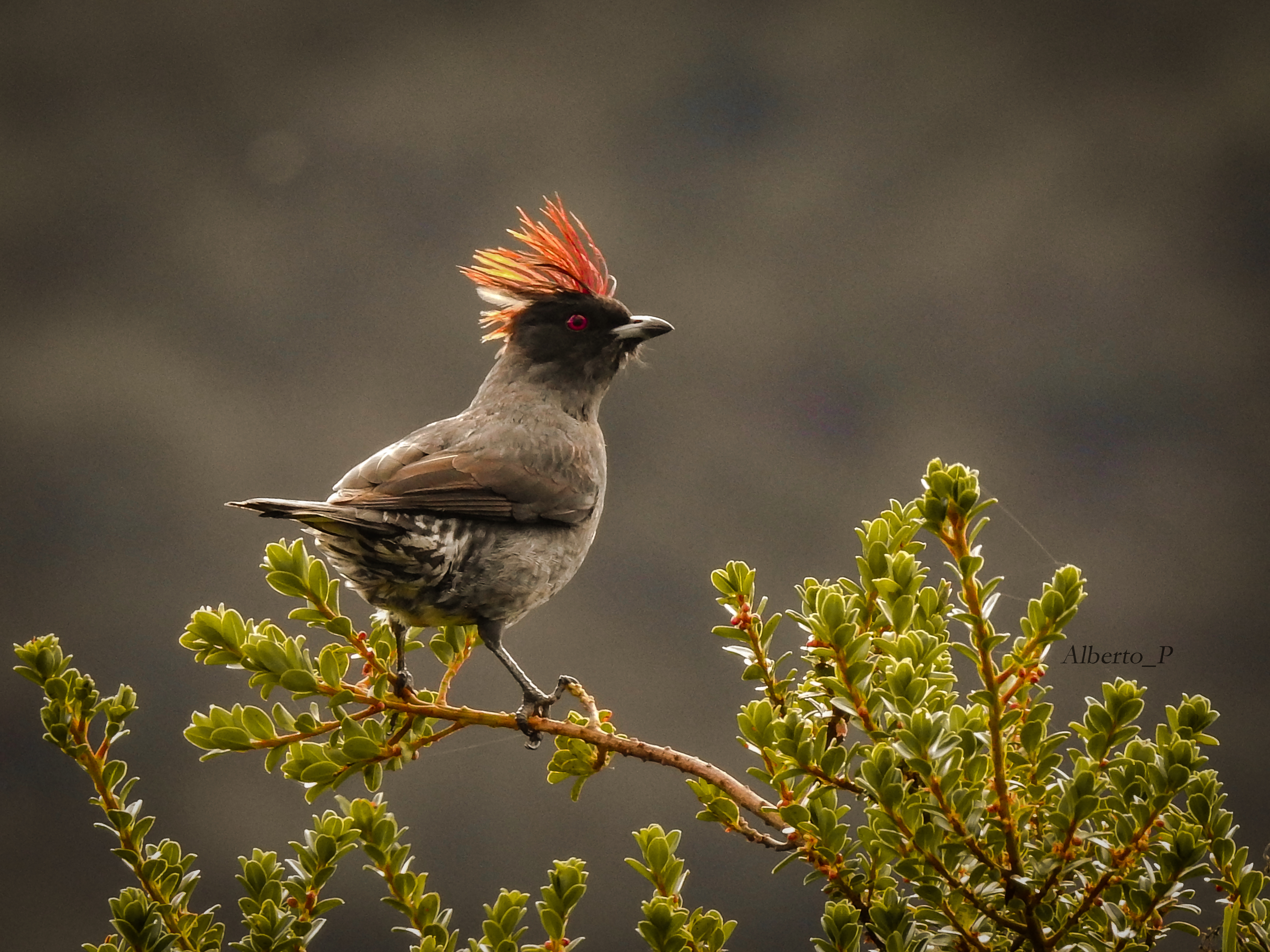 Este pájaro gris rechoncho es comúnmente visto en la copa de parches de árboles desde la zona de bosque templado hasta el límite superior de la línea de árboles en los Andes.  Se encuentra en áreas boscosas, pero no requiere bosques intactos de alta calidad, y se puede encontrar en parches sorprendentemente pequeños de arbustos y árboles en áreas agrícolas.