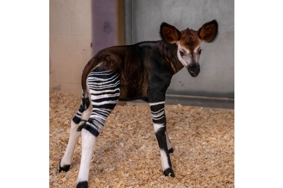 Fotos: nace en Oklahoma cría de un animal que está al borde de la extinción