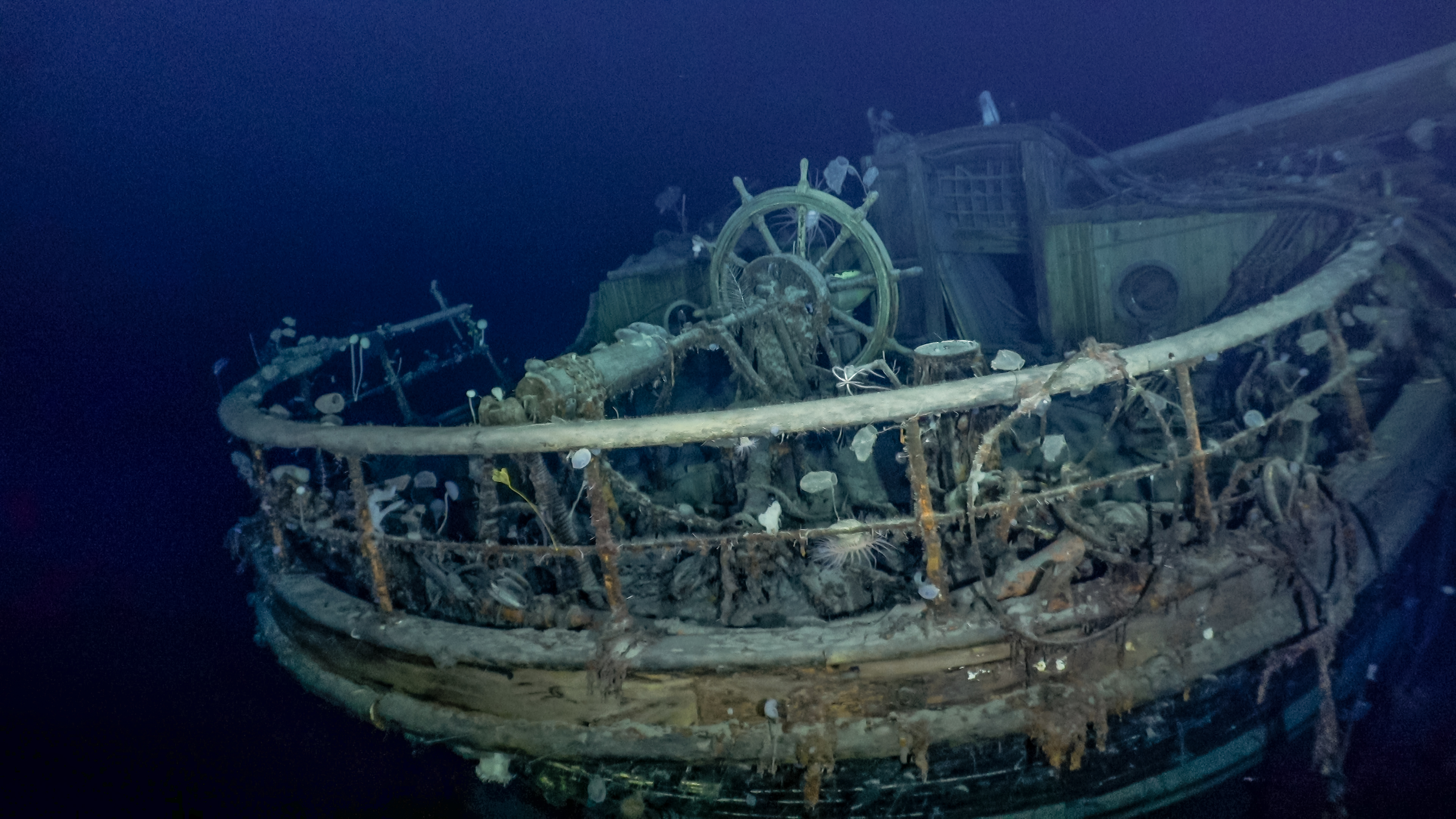 Anémonas, cangrejos yeti y esponjas: los nuevos “habitantes” del barco Endurance