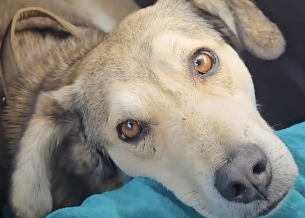 Un perro callejero es adoptado en Bolivia, luego de seguir a una turista