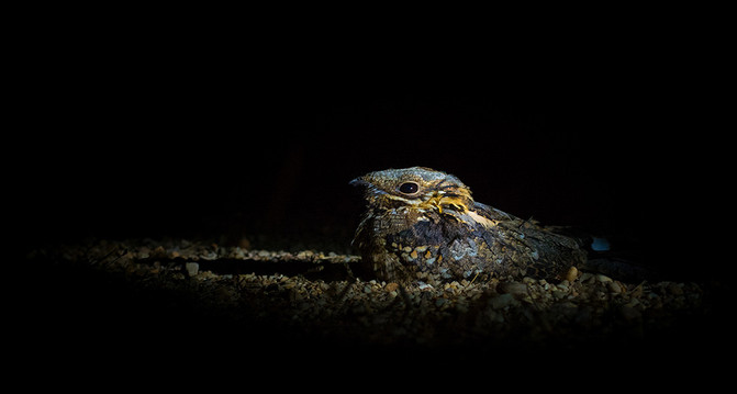 Chotacabras cuellirrojo (Caprimulgus ruficollis).Miguel de Felipe - Agencia SincPara este estudio, que se publica enScientific Reports, los investigadores realizaron salidas nocturnas en el Espacio Natural de Doñana para medir las dimensiones de estas manchas fluorescentes en una población de chotacabras cuellirrojo,Caprimulgus ruficollis, que se lleva estudiando más de una década. El chotacabras es una especie nocturna y migratoria que visita la península ibérica en primavera y verano para reproducirse y que se caracteriza por presentar un camuflaje extraordinariamente eficaz.(Puede leer:Colombiacampeón mundial en avistamiento deaves)