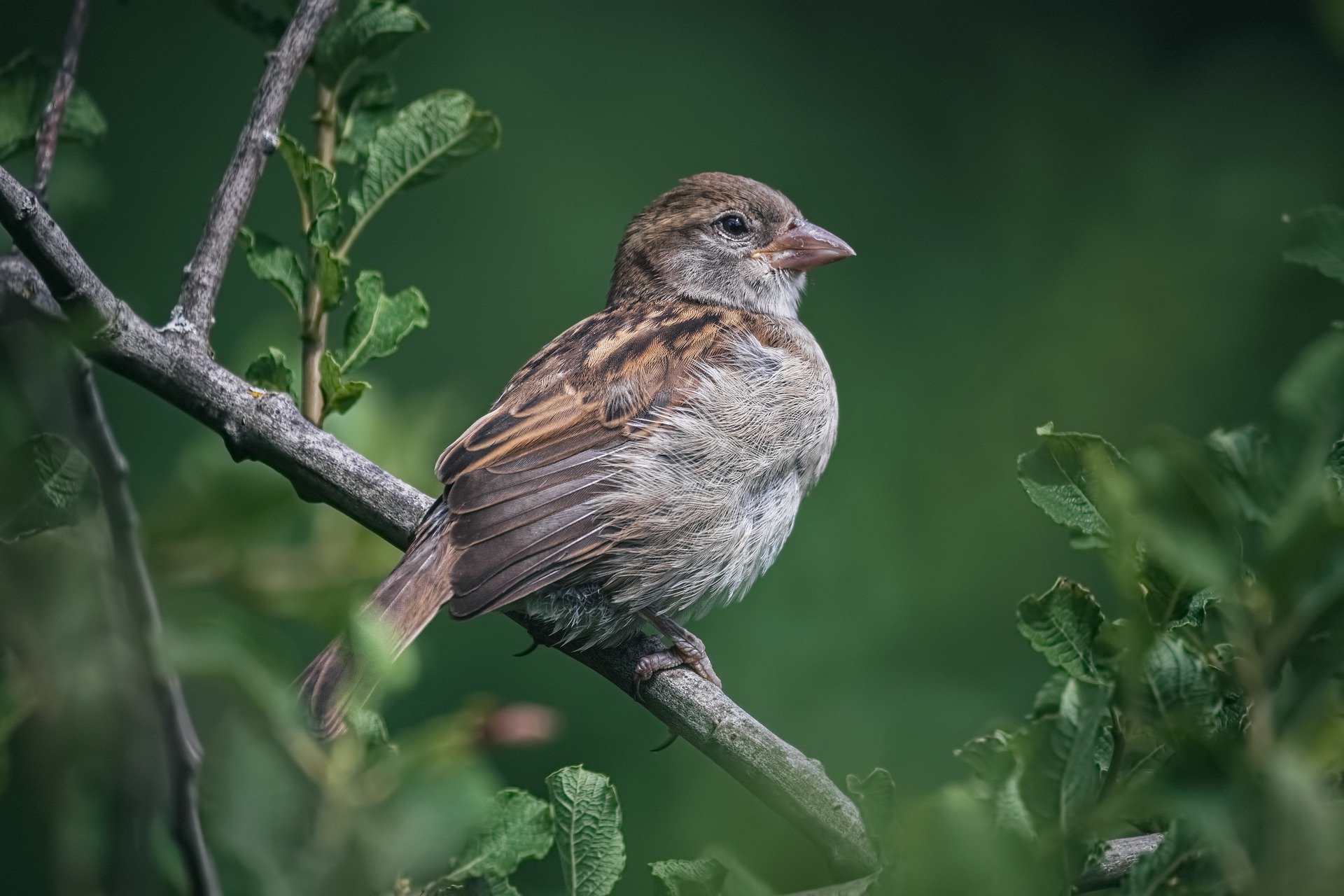 El canto de los pájaros alivia la ansiedad y la depresión, según estudio