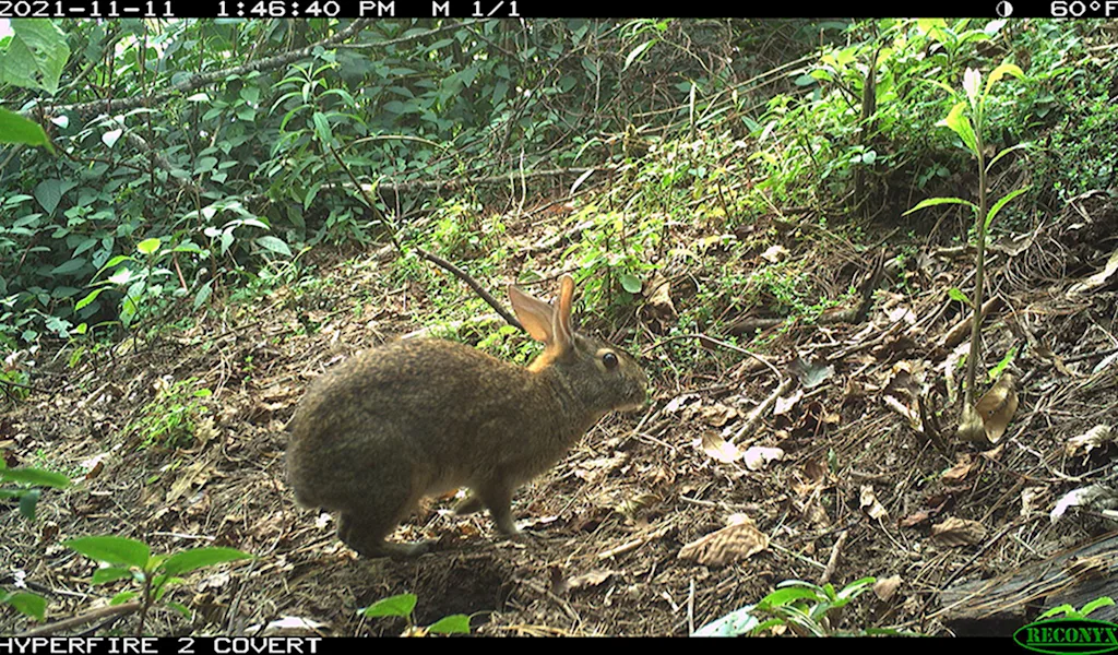 Captan con cámaras trampa a un conejo que se creía extinto hace 120 años en México