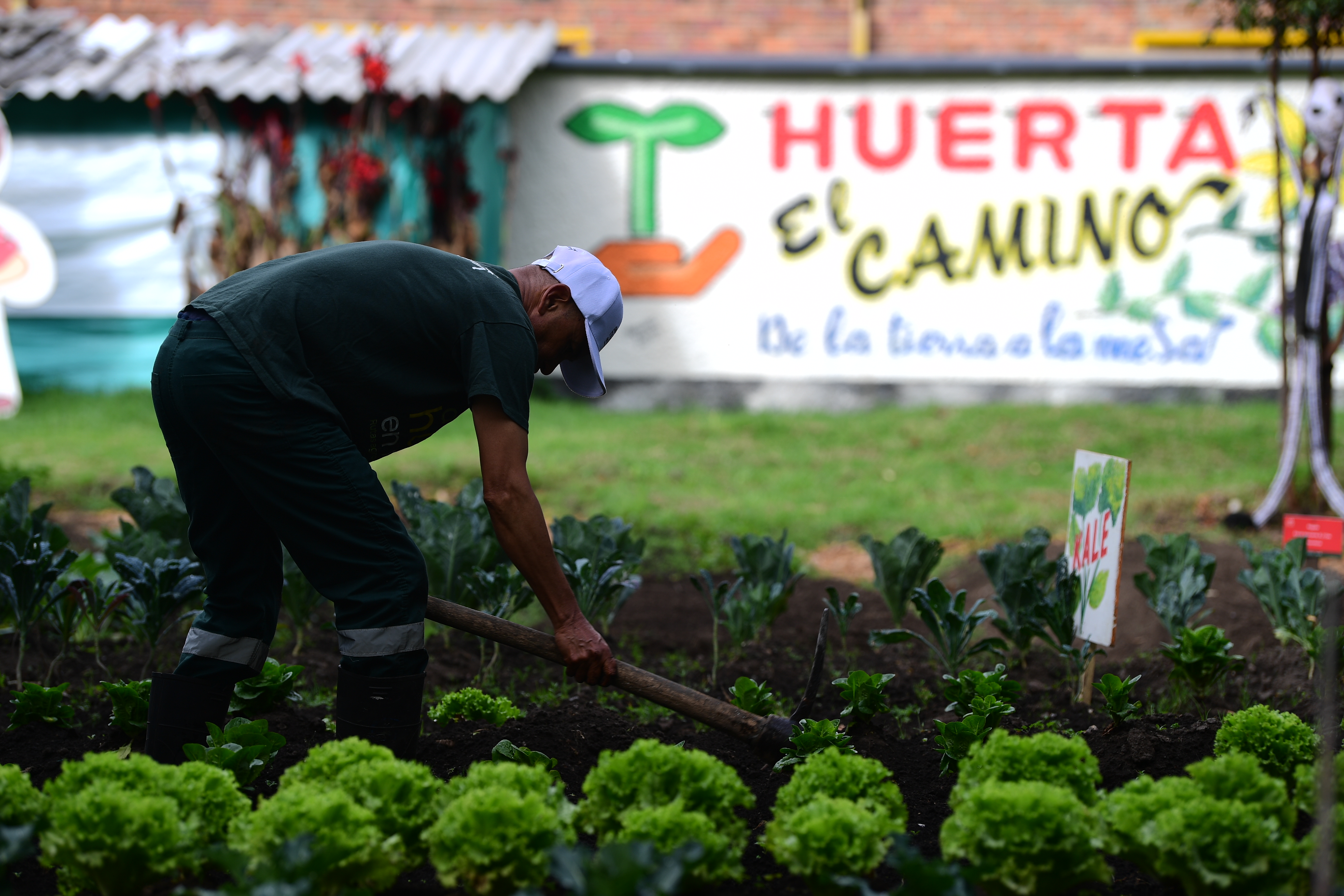La huerta que cambió la vida de exhabitantes de calle en Bogotá