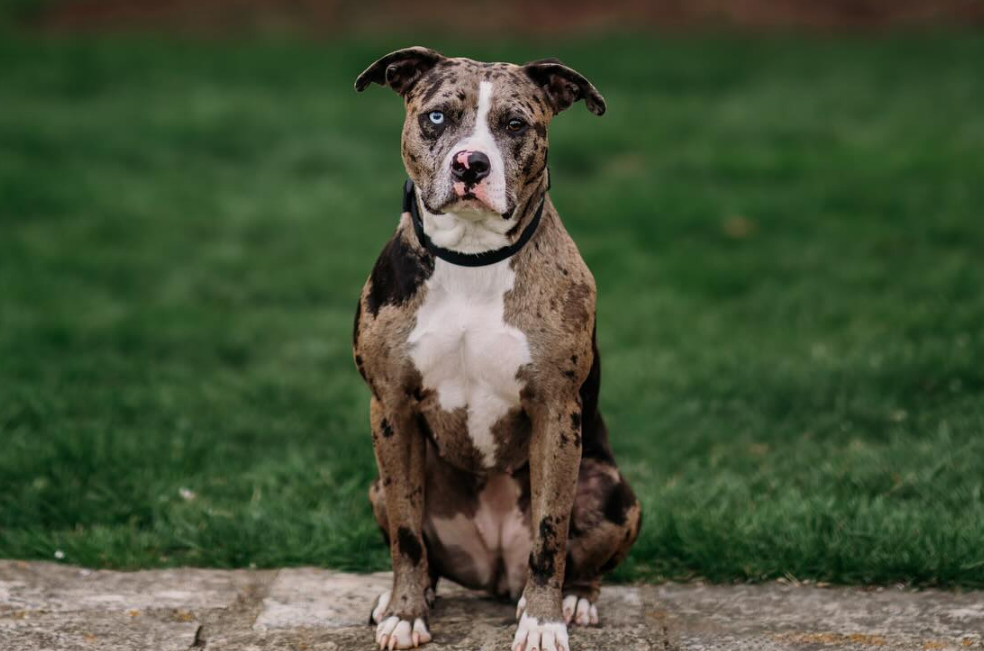 ¿Cuál es el perro rescatado más lindo del mundo?: conozca a la ganadora del 2024