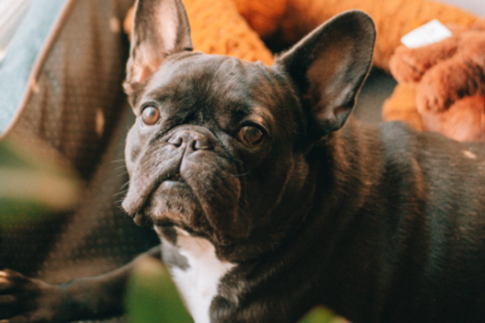 ¿Qué debe saber antes de tener un bulldog o cualquier perro de nariz chata?