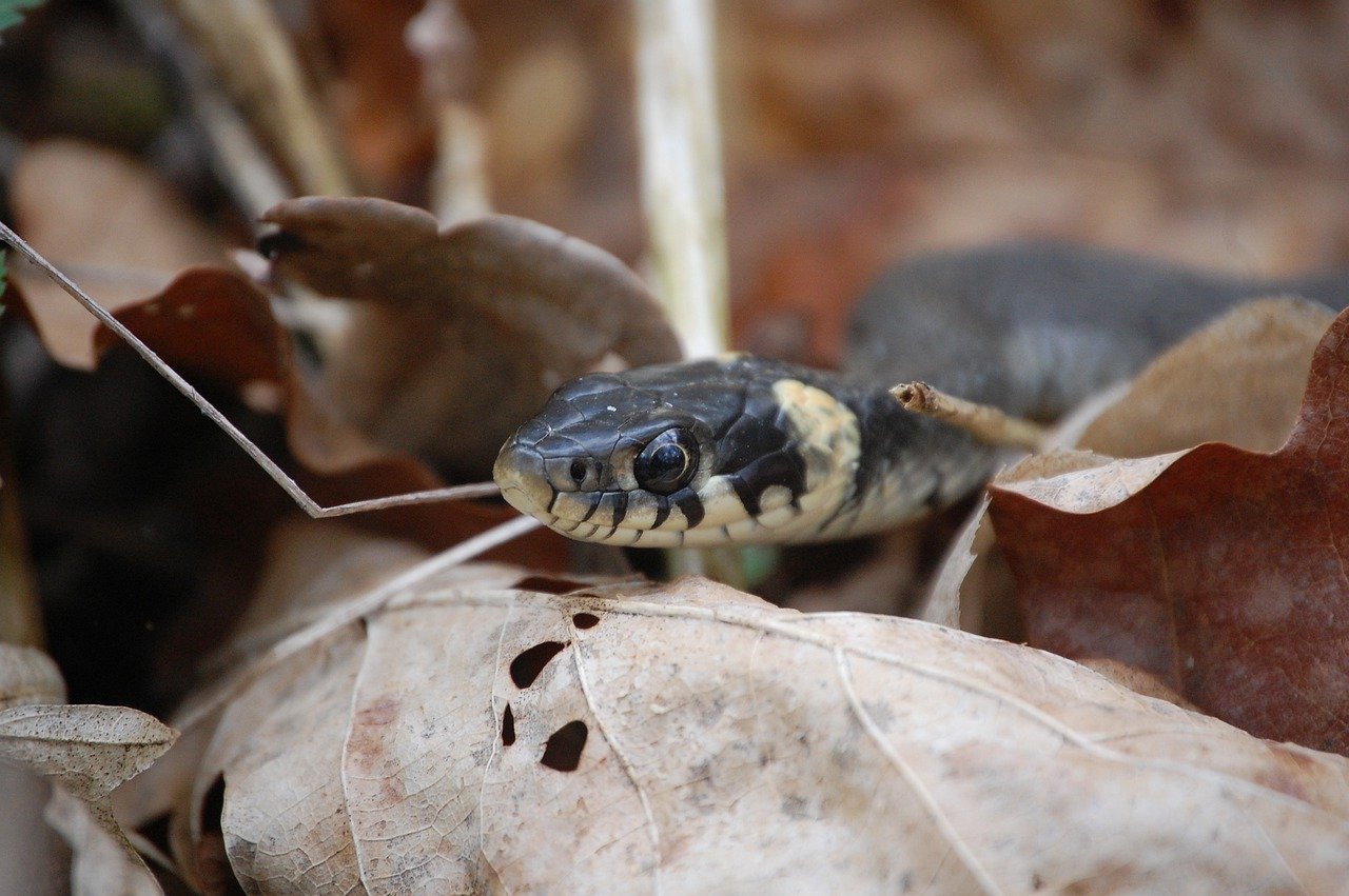 Pequeña serpiente paralizó y logró detener tren bala en Japón: ¿qué pasó?