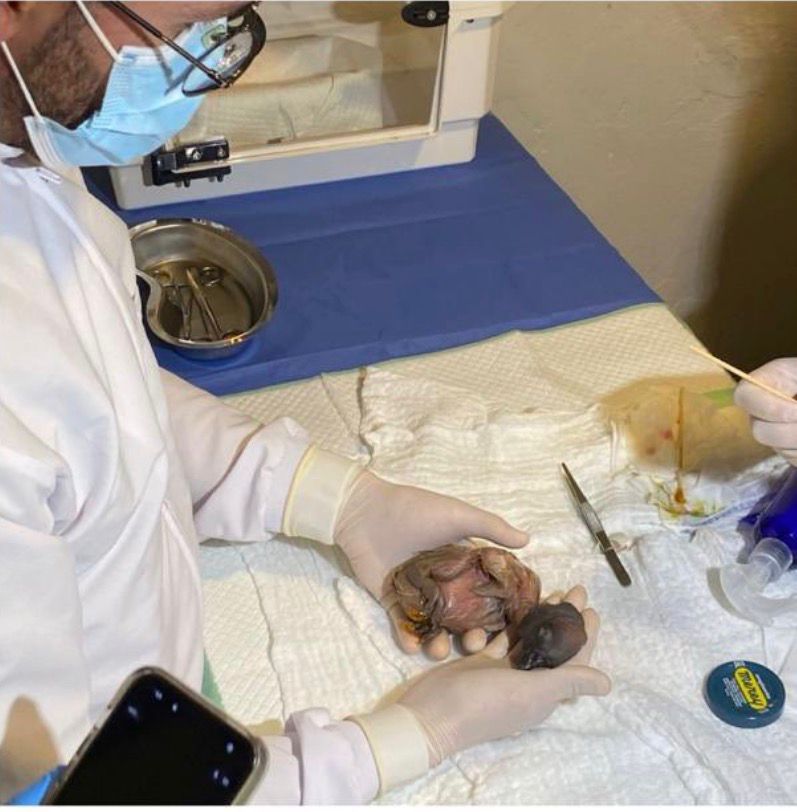 Anuncian el nacimiento de Ámbar, tercer cóndor andino incubado artificialmente