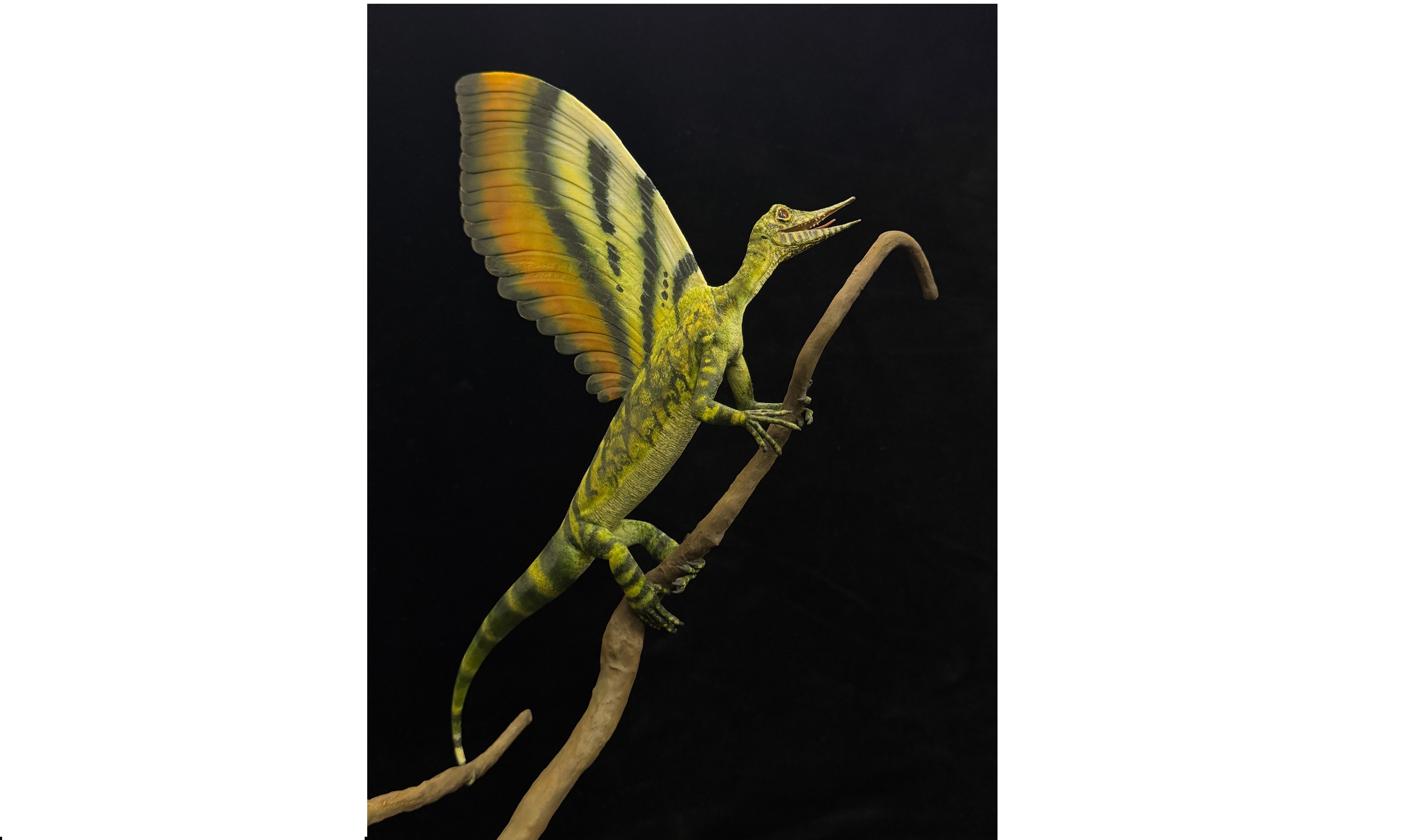 ¿Un reptil de hace 247 millones de años con algo parecido a plumas?