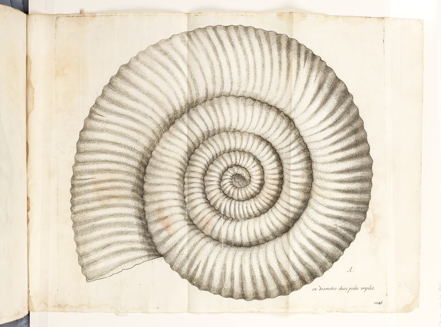 Fósiles: desenterrando los secretos de la historia de la Tierra