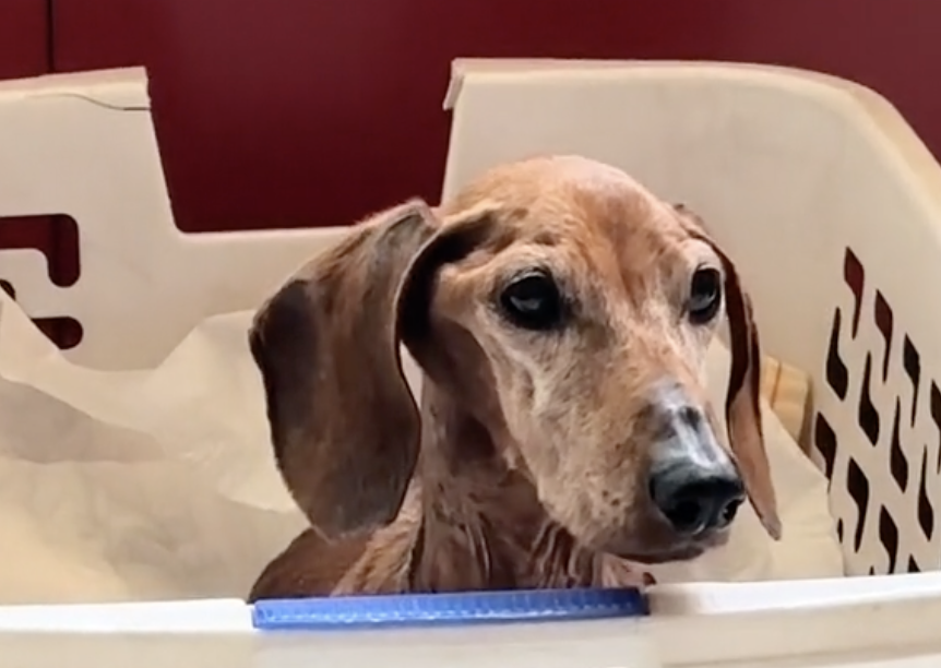 La última cena de Jenni: así fue la despedida de una perrita con cáncer terminal