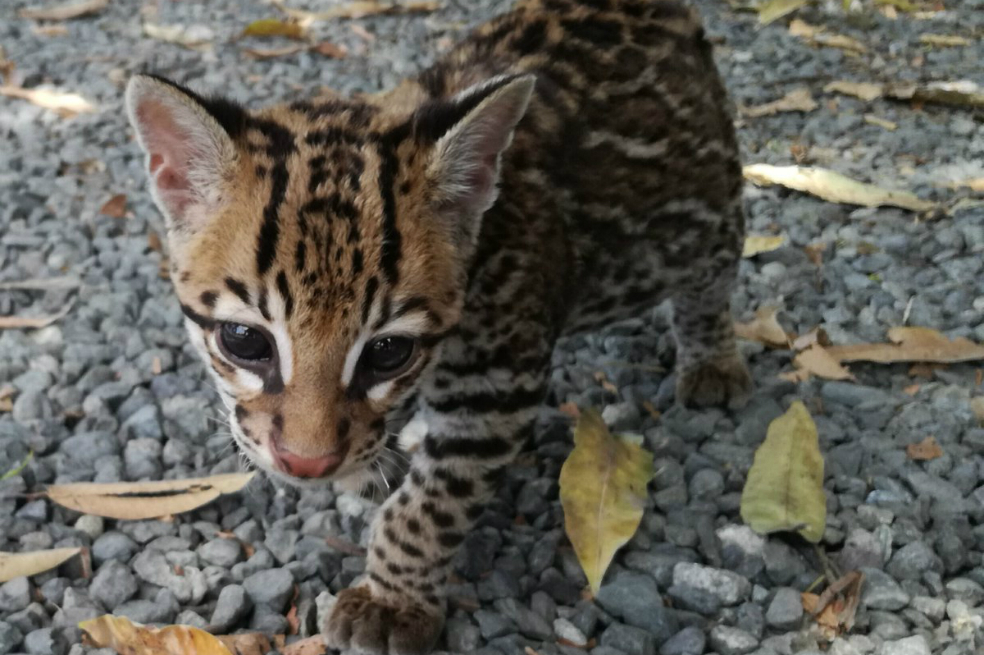 Rescatan tigrillo que era tenido como mascota en Tuluá