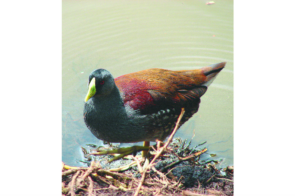 La amenaza a las aves de la Van der Hammen