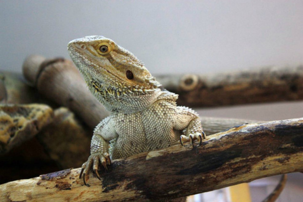 El dragón al que el cambio climático le quitará capacidades cognitivas