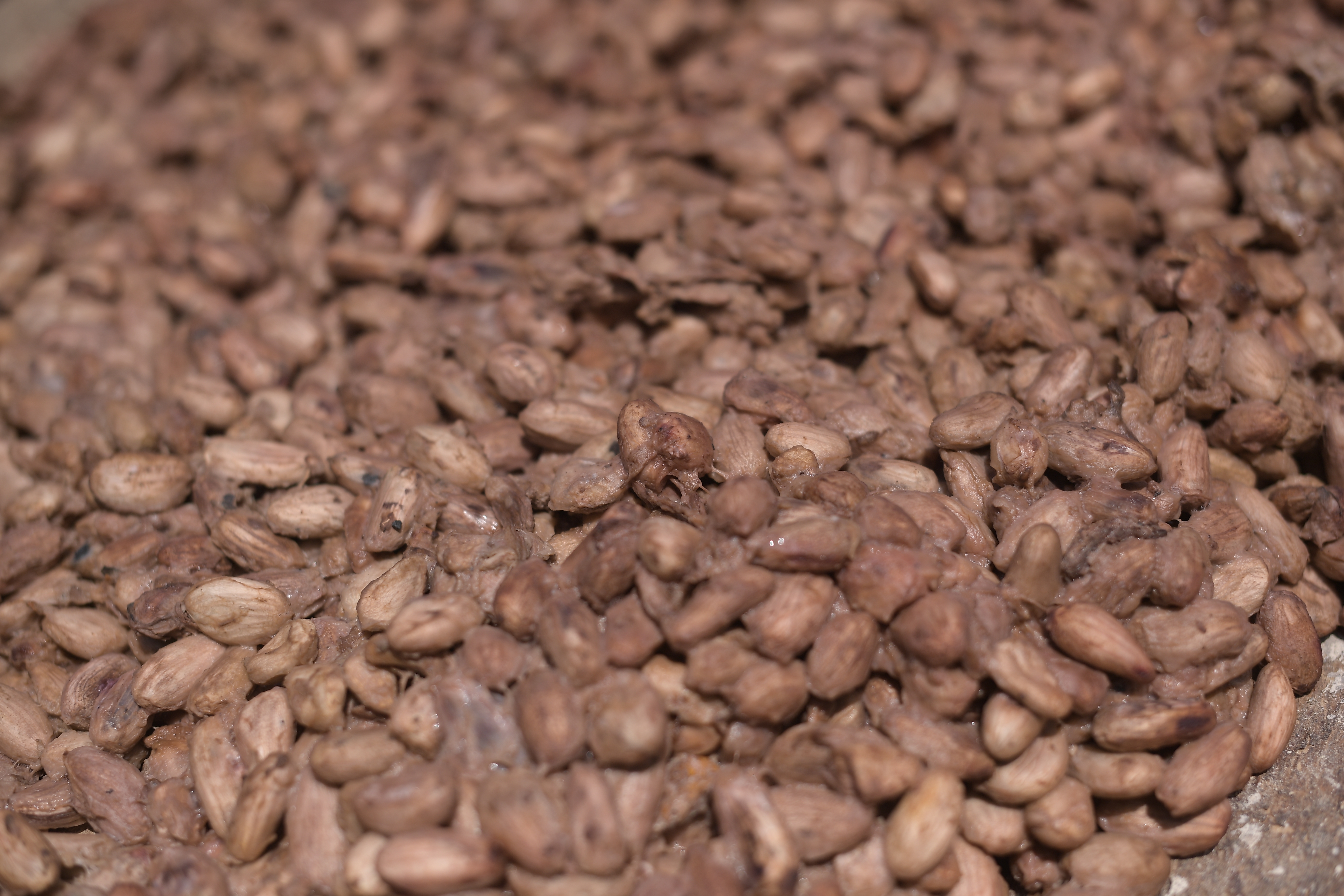 De la bonanza al ajuste: así va la caída del cacao y café tras lograr precios históricos