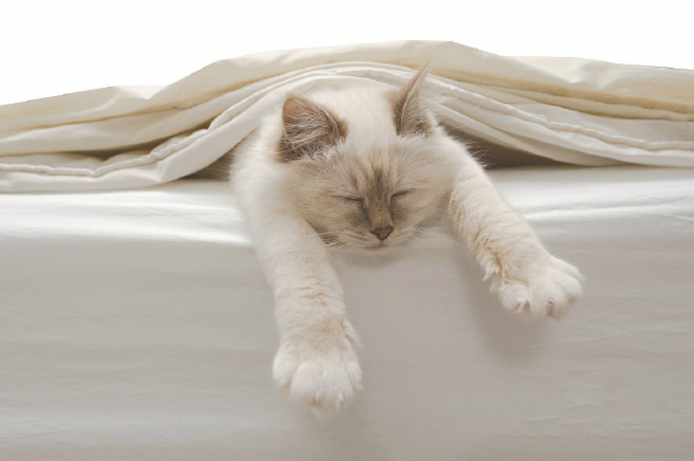 ¿Es bueno dormir con perros y gatos?