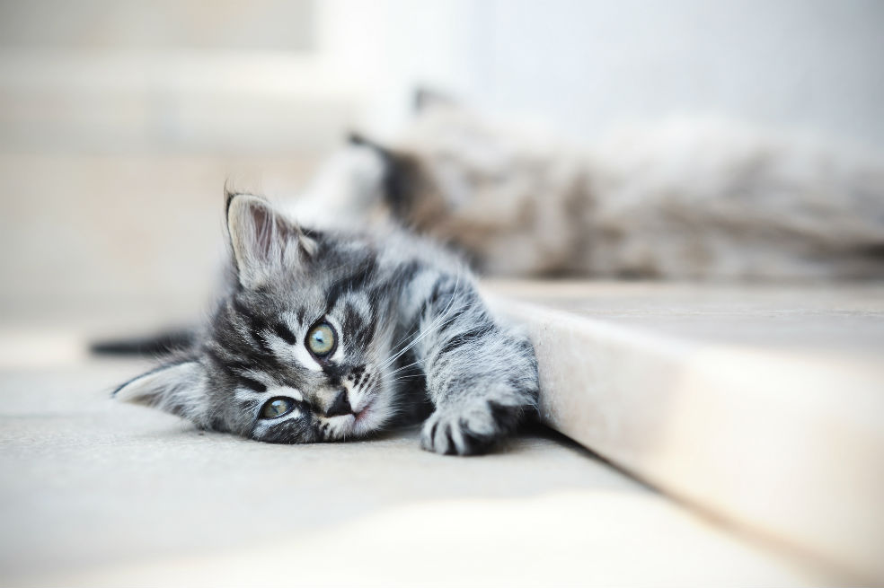 ¿No tiene espíritu emprendedor?, cómprese un gato