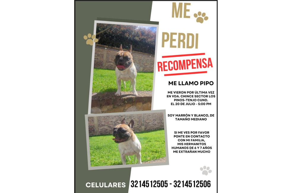 Pipo, perro perdido en Tenjo