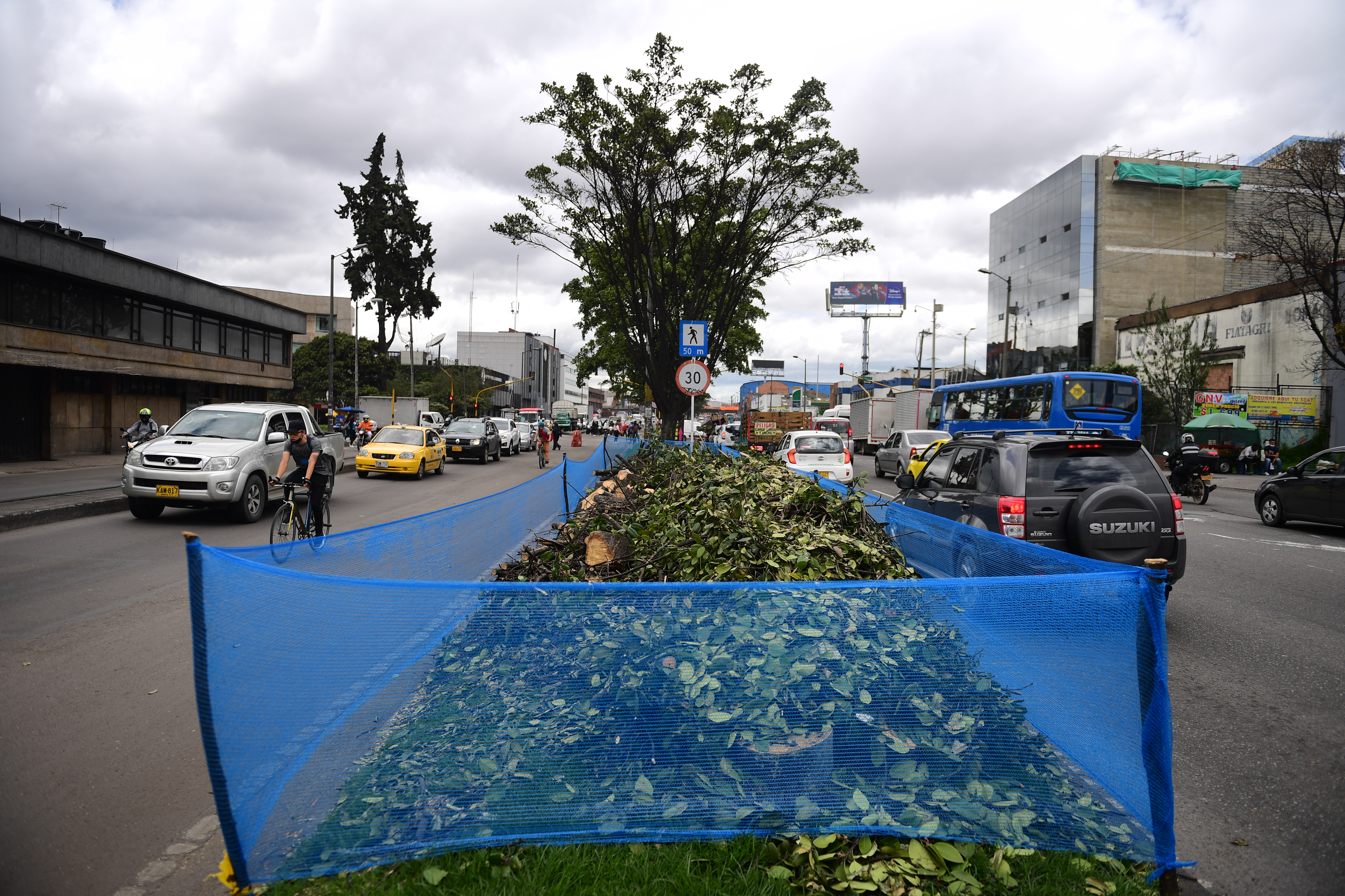 Distrito asegura que por cada árbol talado se siembran cinco más en Bogotá