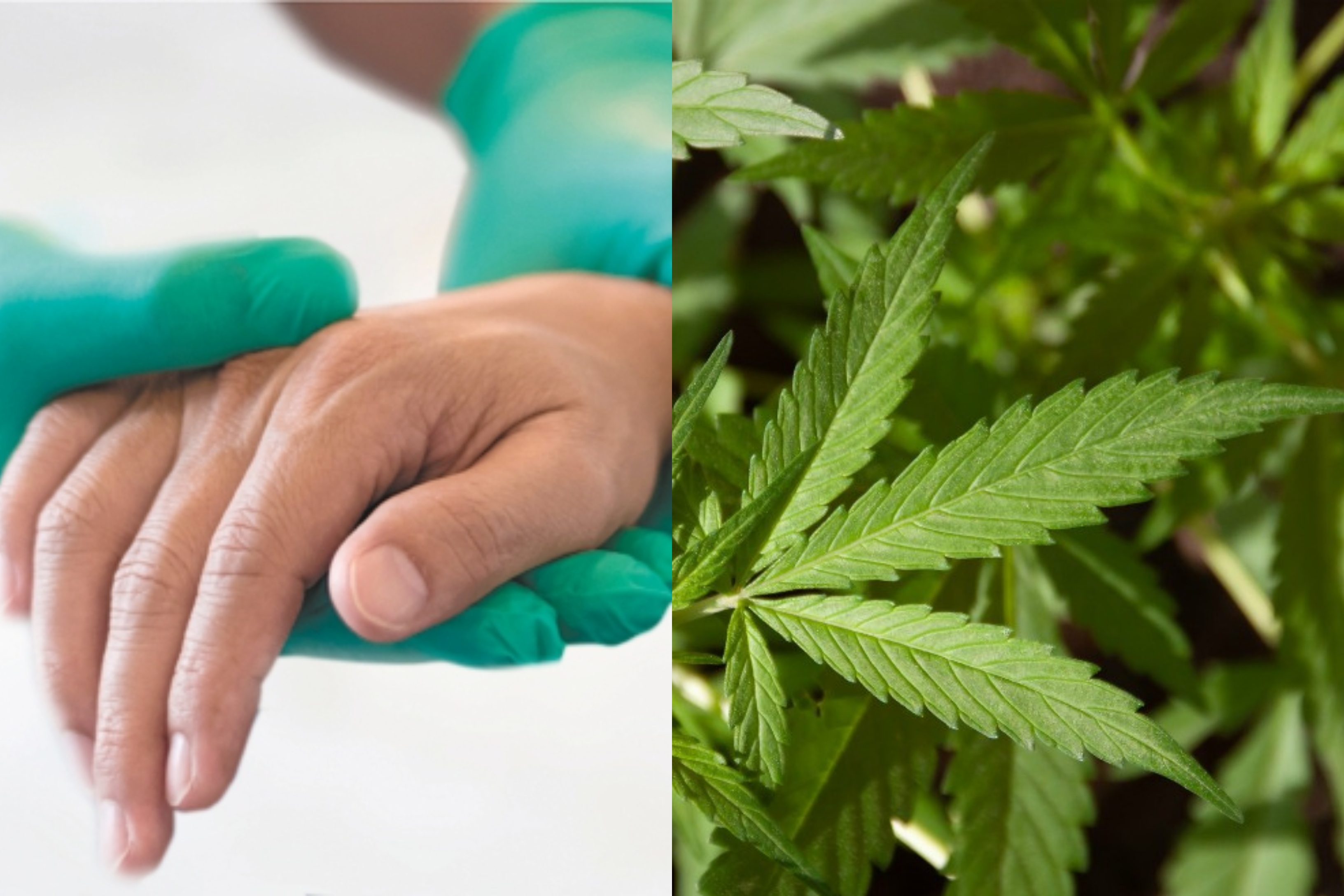 Regulación de eutanasia y cannabis vuelve al Congreso: hoy se discuten ambos temas