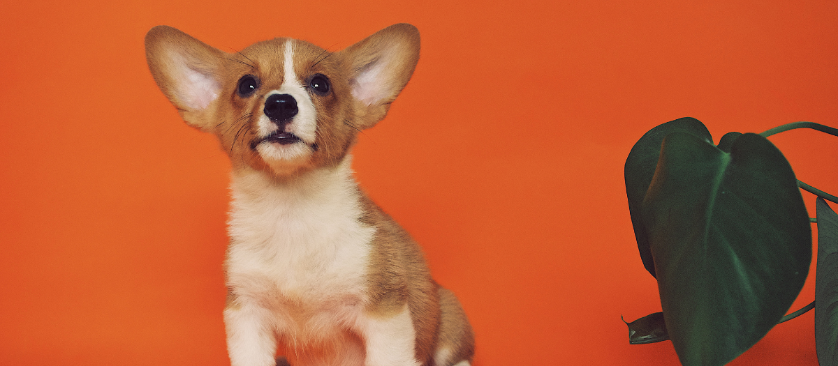 Razas de perros pequeños perfectas para convivir con adultos mayores