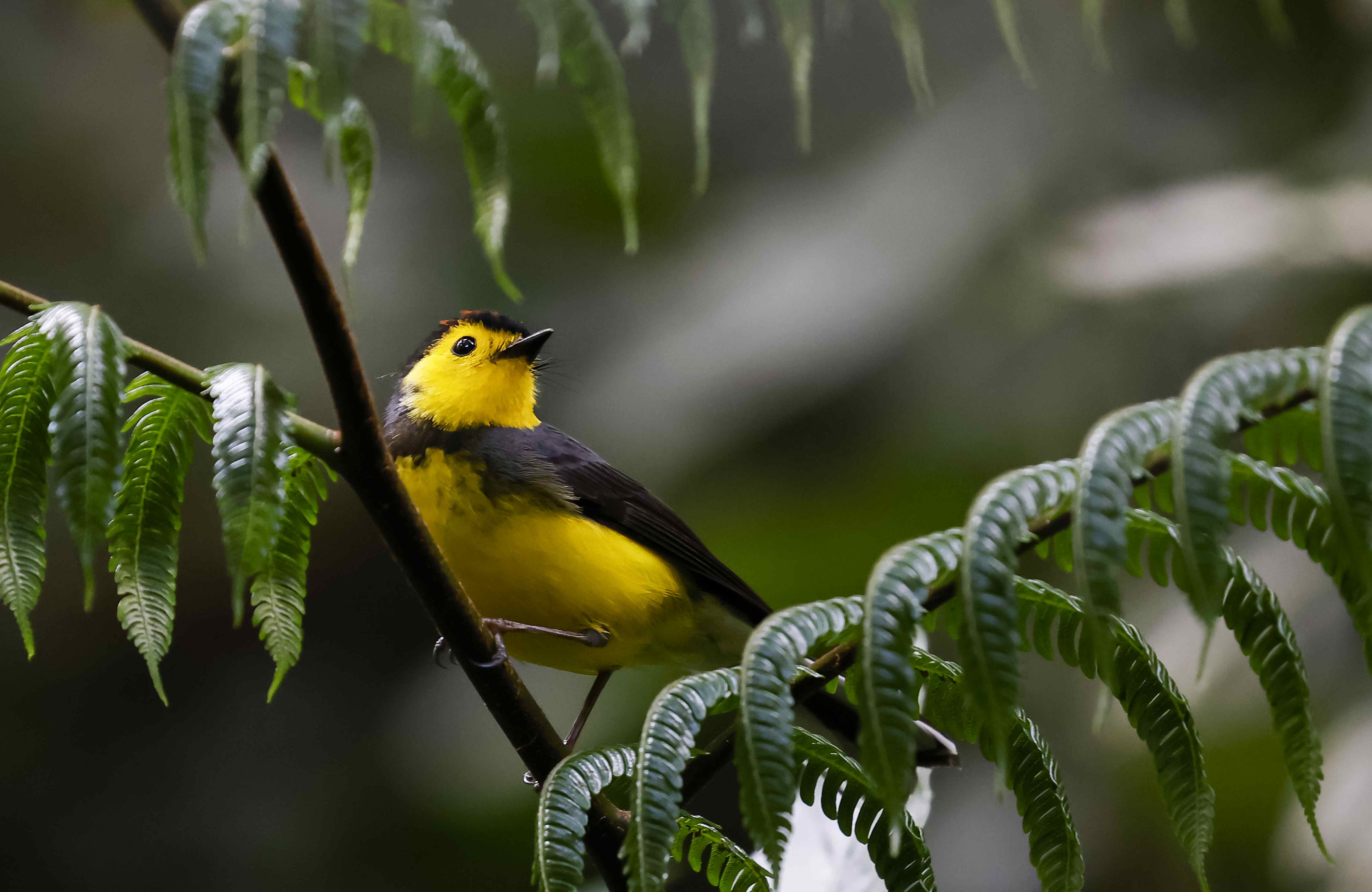 AME078. SAN JOSÉ (COSTA RICA), 14/02/2025.- Fotografía de un ave candelita collareja o amigo del hombre (Myioborus torquatus) en un bosque en la zona de Poasito este jueves, al noroeste de la ciudad San José (Costa Rica). Costa Rica alberga el 6% de la biodiversidad mundial, siendo uno de los territorios con mayor cantidad de especies, con más de 500,000 especies de plantas y animales por unidad de área. Además, está entre los 25 países más biodiversos del mundo, según el Sistema Nacional de Áreas de Conservación (SINAC). EFE/Jeffrey Arguedas