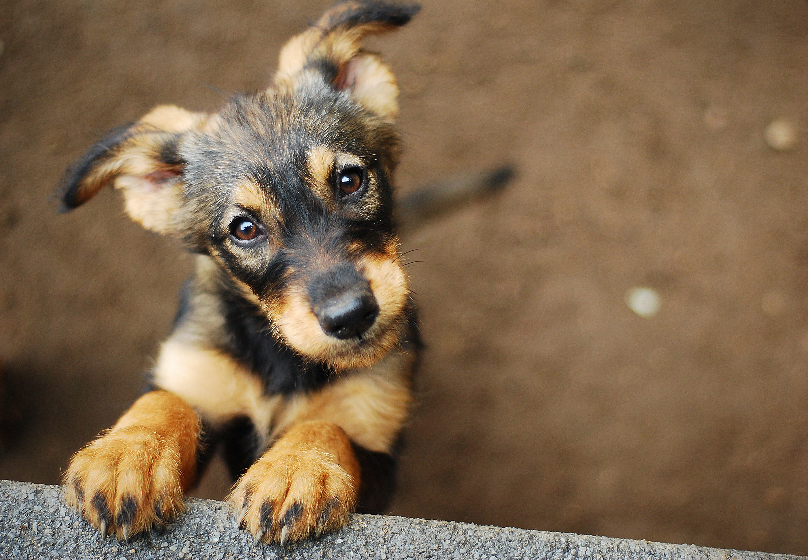 ¿Busca un compañero de vida? Jornada de adopción de perros y gatos en Cali