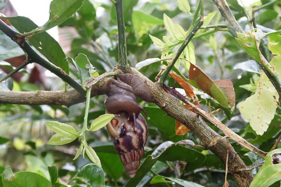 Alerta por caracoles africanos en Barranquilla, ¿por qué son peligrosos?