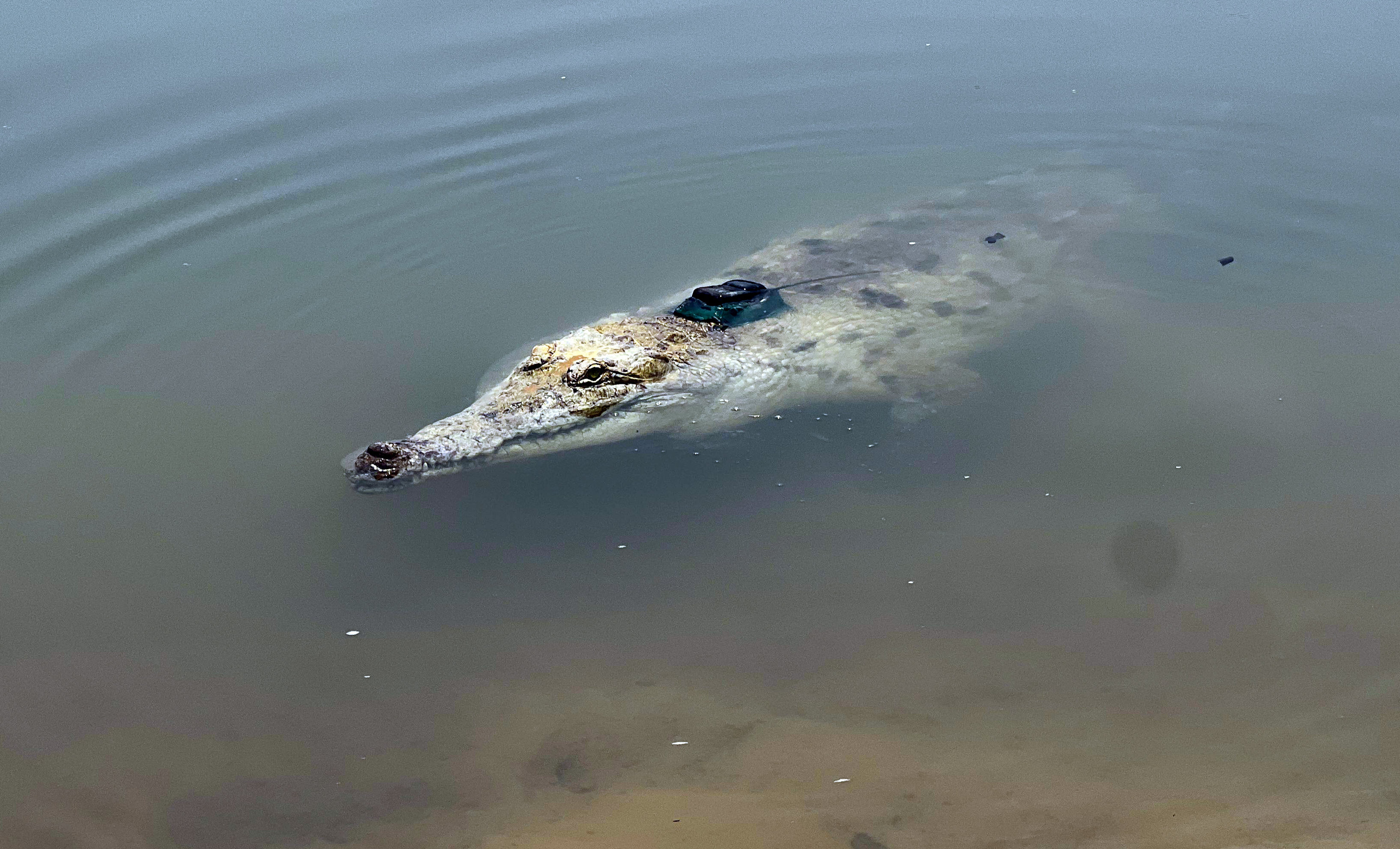 Imagen del cocodrilo del orinoco, otra de las especies incluidas por la JEP en su informe.