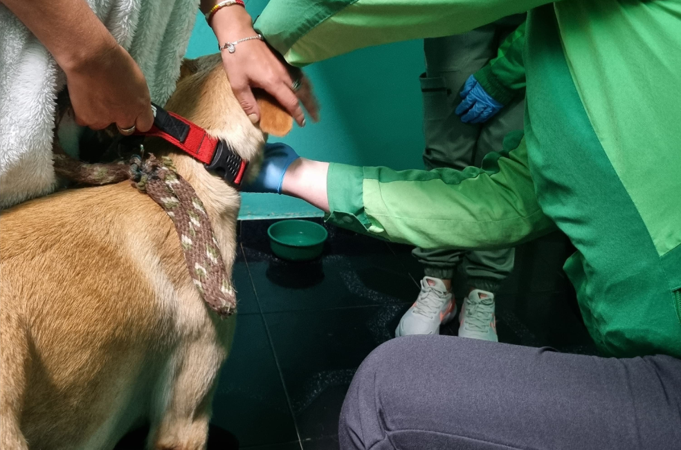 Investigan guardería canina en Bogotá por presunto maltrato animal