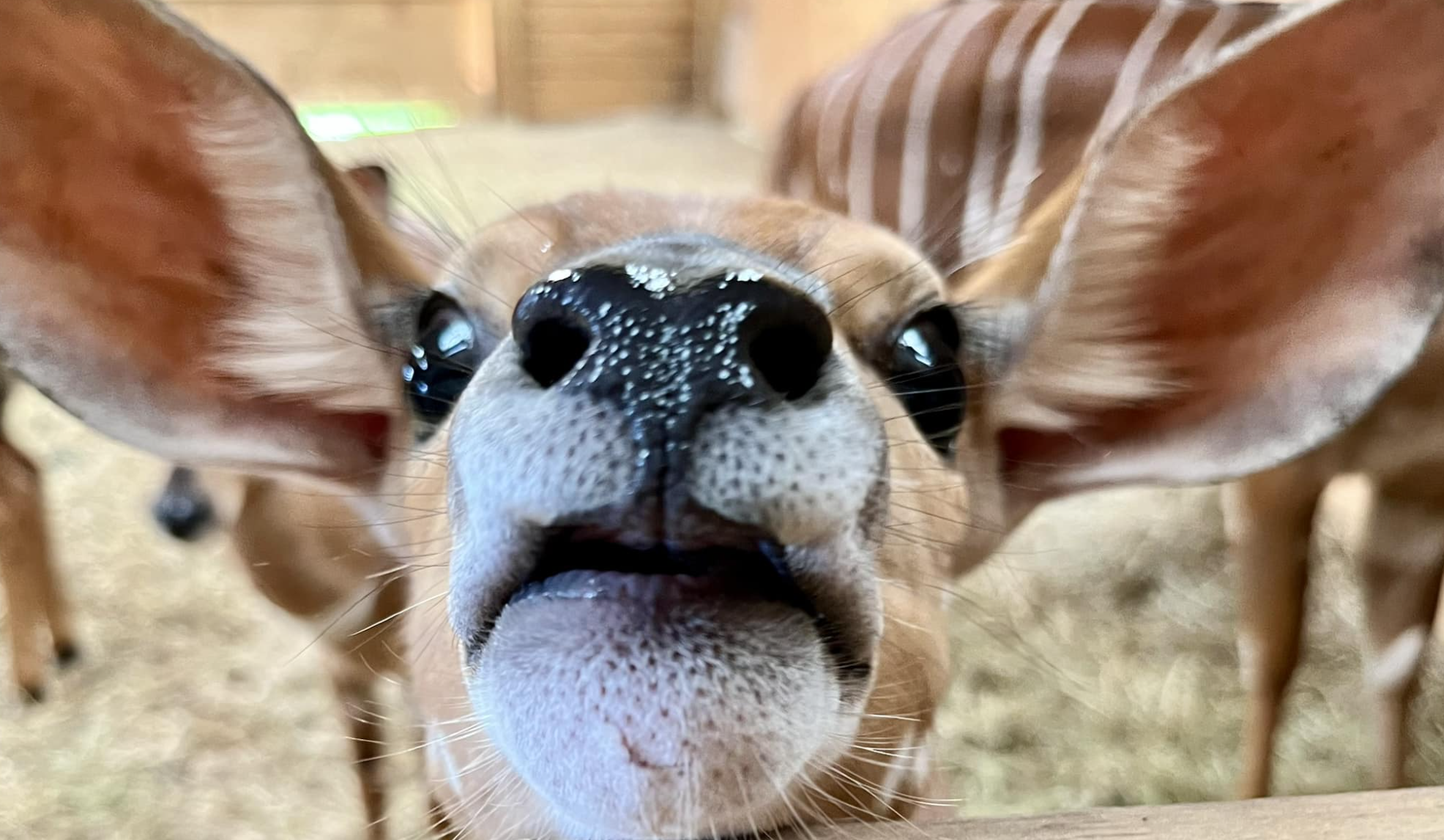 Rescatan a más de 90 animales que, al parecer, eran maltratados en un zoológico de EE. UU.