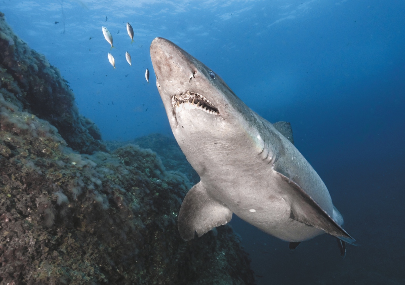 ¿Por qué los atunes eliminan sus parásitos con la piel de los tiburones?