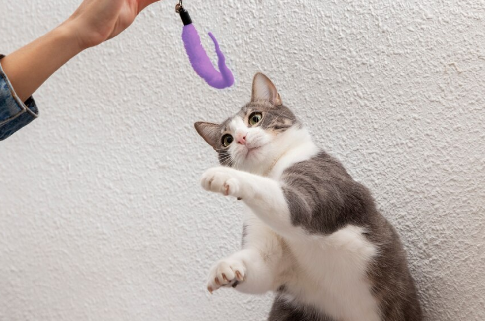 ¿Por qué algunos gatos parecen maullar más al saludar a los hombres? Algunas pistas